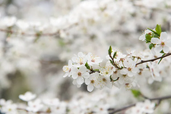 Virágzó Cseresznye Makró Ágak Lágy Hangsúllyal Gyengéd Kék Háttér Napfényben — Stock Fotó