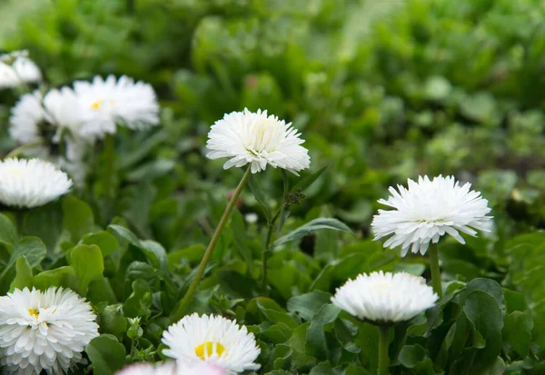 美丽的白色雏菊在绿色的草地上绽放 — 图库照片