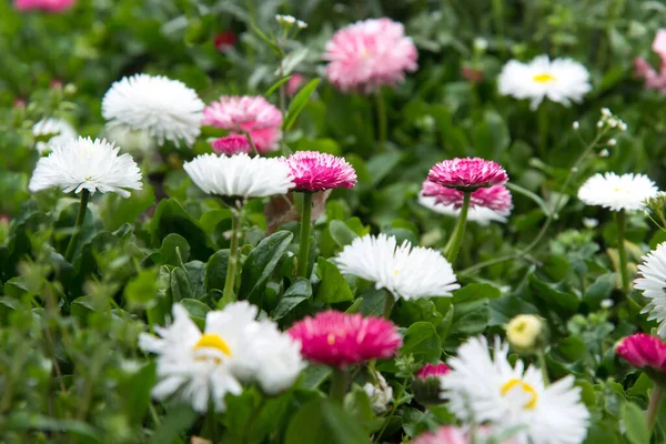 Hermosas Margaritas Rosadas Blancas Florecen Prado Verde —  Fotos de Stock