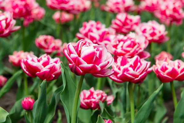 Rosa Tulpaner Blommar Solsken Trädgården — Stockfoto