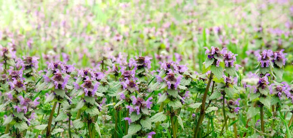 Hierba Medicinal Prunella Vulgaris Con Flores Moradas Jardín Verano Planta — Foto de Stock