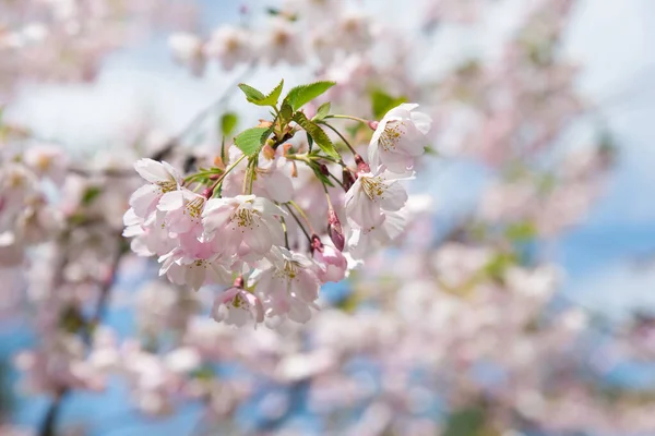 コピースペースのある太陽の下で穏やかな光の青空の背景に柔らかい焦点を当てた桜マクロの開花の枝. — ストック写真