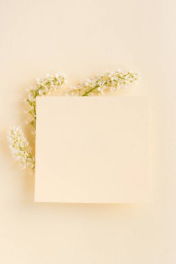 Çiçek açan beyaz kuş kirazının üç dalı sade, narin pastel arka planda..