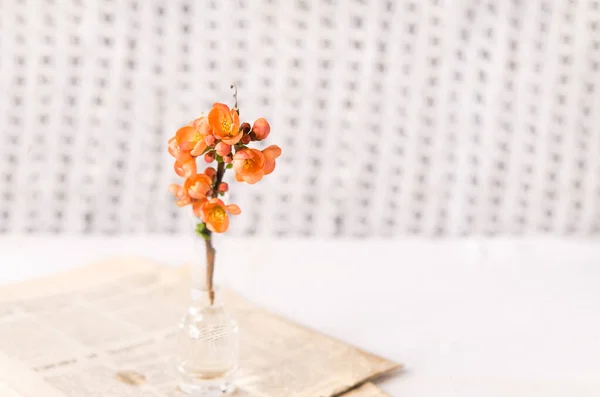 Glass Vase Beautiful Bright Orange Flowers Newspaper Next Light Postcard — Φωτογραφία Αρχείου