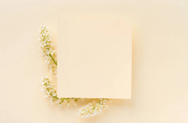 Three Branches Blooming White Bird Cherry Plain Delicate Pastel Background — Stockfoto