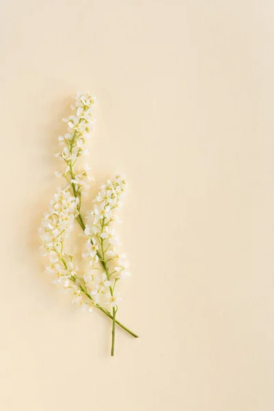 Three Branches Blooming White Bird Cherry Plain Delicate Pastel Background — Fotografia de Stock