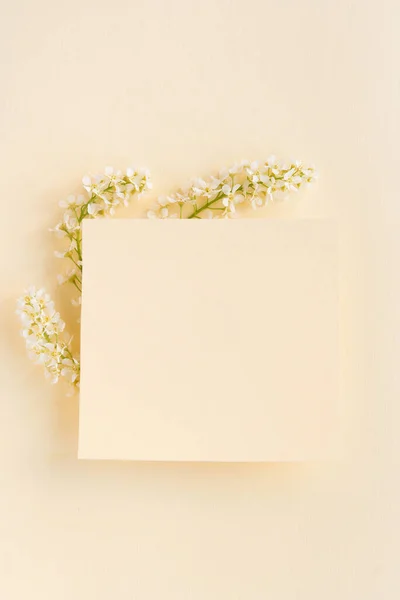 Three Branches Blooming White Bird Cherry Plain Delicate Pastel Background — Stockfoto