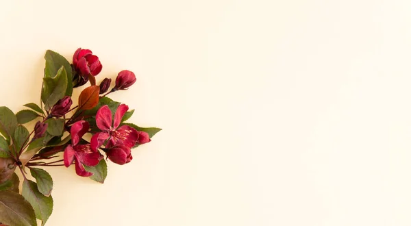 Ροζ Τριαντάφυλλα Λευκό Χαρτί Ανοιχτό Φόντο Πάνω Όψη Σύνθεση Floral — Φωτογραφία Αρχείου