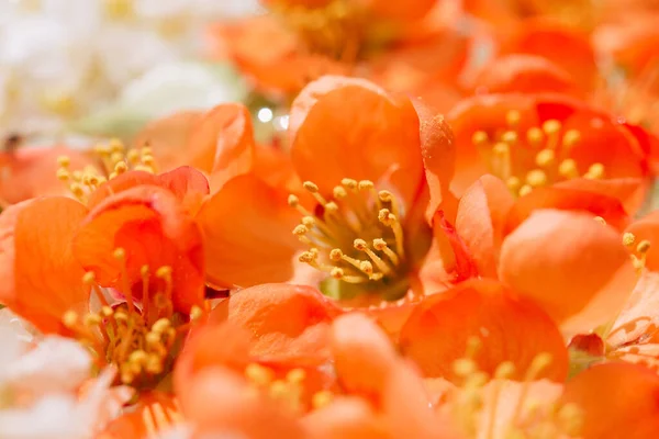 Orange Flower Close Decorative Japanese Quince — Stock Photo, Image