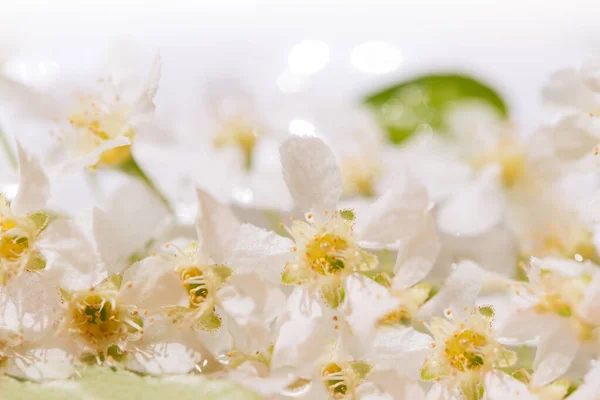 Absztrakt Tavasz Szezonális Háttér Fehér Virágok Természetes Virágos Kép Másolás — Stock Fotó