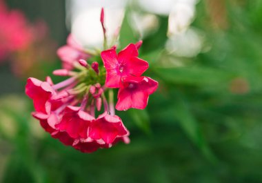 Bahçe fenomeni (Phlox paniculata), parlak yaz çiçekleri. Güneşli bir günde bahçede çiçek açan fenomen dalları. Yumuşak bulanık seçici odak.