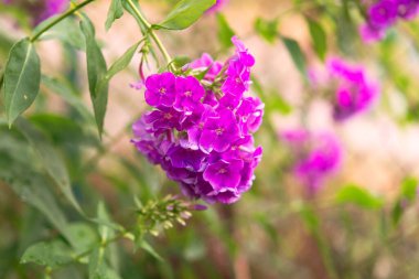 Bahçe fenomeni (Phlox paniculata), parlak yaz çiçekleri. Güneşli bir günde bahçede çiçek açan fenomen dalları. Yumuşak bulanık seçici odak.