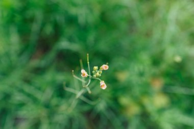 Rucola (Arugula), bahçedeki bitki. Arugula yaprağı kapat. Yukarıdan bak. Metin için alan.