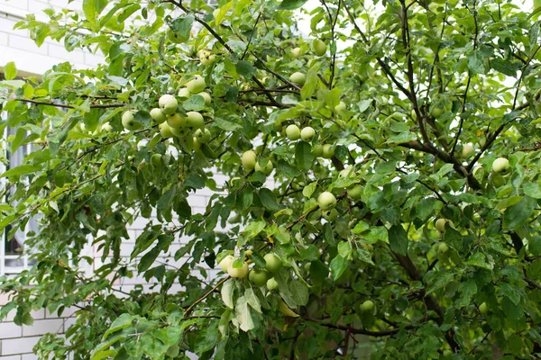 Manzanas Verdes Frescas Manzanos Huerto Manzanas — Foto de Stock