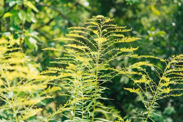 Ragweed Çalıları Ambrosia Artemisiifolia Solidago Altın Çubuklar Tehlikeli Güvenli Bir — Stok fotoğraf