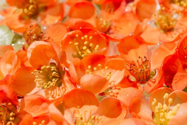 Orange Flower Inside Close Up. Decorative Japanese quince. — Stock Photo, Image