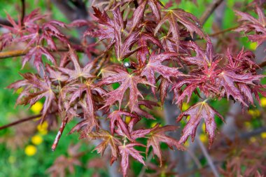 Akçaağaç yaprakları sonbahar mevsiminde. Güzel kırmızı yapraklar, yakın çekim.