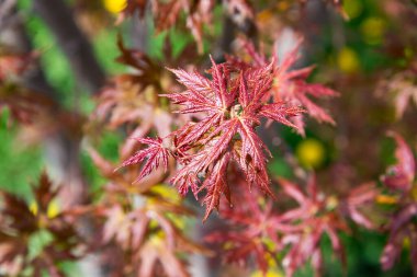 Akçaağaç yaprakları sonbahar mevsiminde. Güzel kırmızı yapraklar, yakın çekim.