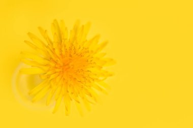 Sarı karahindiba çiçeklerinin parlak arkaplanı