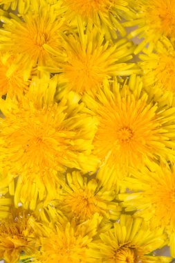 Sarı karahindiba çiçeklerinin parlak arkaplanı