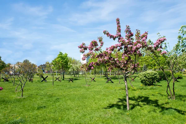 Ukrajnában Tankelhárító Védelem Virágzó Cseresznyefa Virágok Közelsége Tavasszal — Stock Fotó