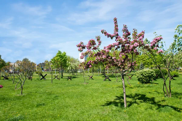 Ukraine Tank Defense Close Blooming Cherry Tree Flowers Spring — Fotografia de Stock