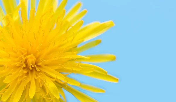 Close Yellow Daisy Flower Blue Background — Stok fotoğraf