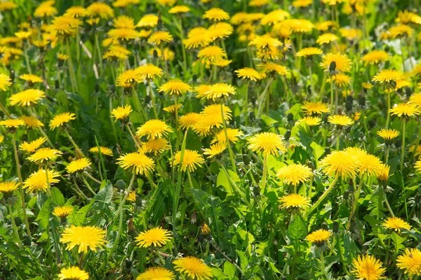 Field Yellow Dandelion Flowers Green Grass — 图库照片