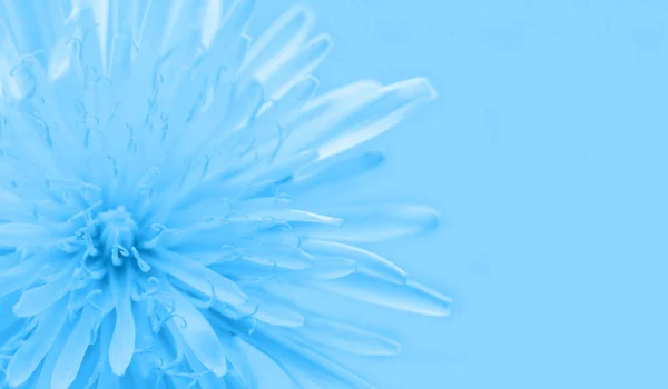 Beautiful Blue Chrysanthemum Flower Blue Background Close Monochrome Photo — Stockfoto