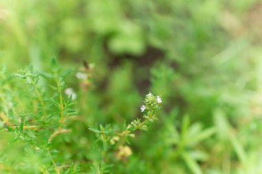 Bahçede kekik otları (lat Serpylli herba). Sığ alan derinliği.
