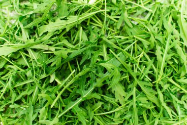 Rucola (Arugula), bahçedeki bitki. Arugula yaprağı kapat. Yukarıdan bak. Metin için alan.