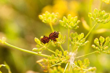 Siyah ve kırmızı çizgili böcek, çizgili koku böceği (çizgili grafozoma)