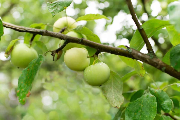 枝に緑のリンゴを収穫する準備ができて 選択的な焦点 — ストック写真