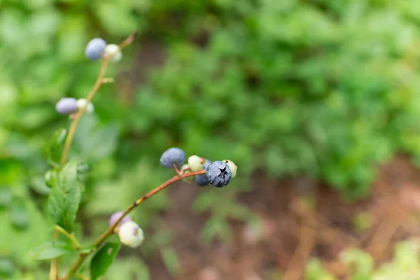 Черника Vaccinium Uliginosum Является Вкусным Здоровым Ягодным Фруктом Голубые Спелые — стоковое фото