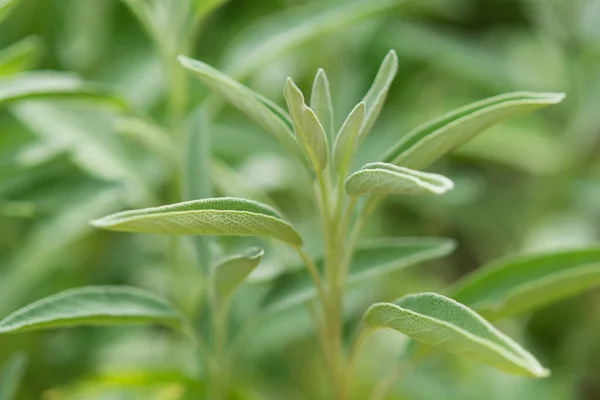 Salbei Officinalis Salvia Officinalis Wachstumsphasen — Stockfoto