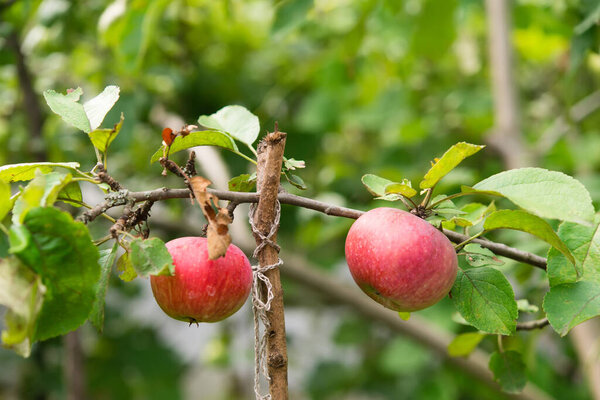 Apple tree branch with red apples on a blurred background during ripening