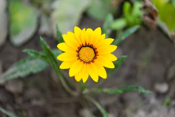 Foto Ravvicinata Bel Giardino Gazania Fiore Gazania Linearis — Foto Stock