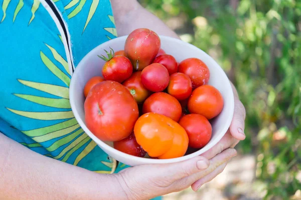 Woman Holding Bowl Ripe Tomatoes — Stock Photo, Image