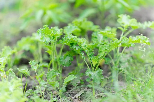 Kale Latince Brassica Oleracea Var Sabellica Bahçede — Stok fotoğraf