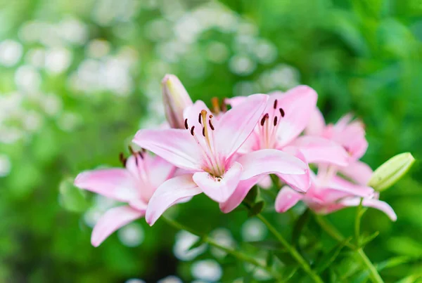 Lovely Pink Lily Flowers Stamens Green Leaves Nature Garden Outdoor — Stock Photo, Image