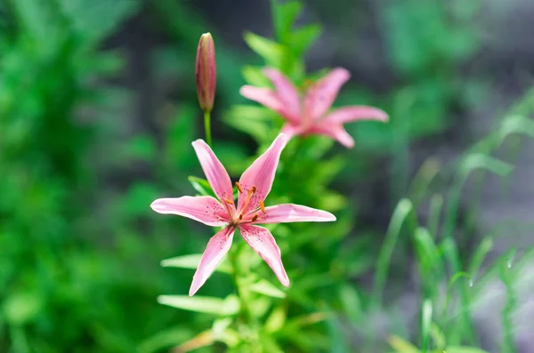 Krásné Růžové Lilie Květiny Tyčinky Zelené Listy Přírodě Zahrada Venkovní — Stock fotografie