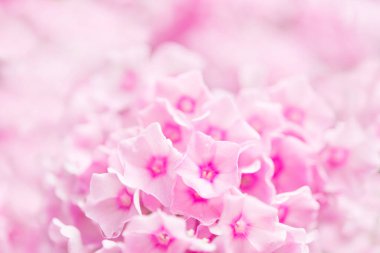 Bahçe fenomeni (Phlox paniculata), parlak yaz çiçekleri. Güneşli bir günde bahçede çiçek açan fenomen dalları. Yumuşak bulanık seçici odak.