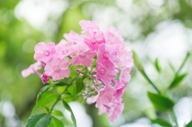 Bahçe fenomeni (Phlox paniculata), parlak yaz çiçekleri. Güneşli bir günde bahçede çiçek açan fenomen dalları. Yumuşak bulanık seçici odak.