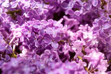 Bahar ayının makro görüntüsü yumuşak mor leylak çiçekleri, doğal mevsimlik çiçek arkaplanı.