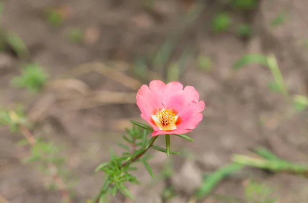 Purslane Rosa Planta Com Uma Flor Delicada Crescendo Jardim — Fotografia de Stock