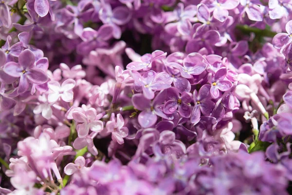 Makro Obraz Wiosny Miękkie Fioletowe Kwiaty Liliowe Naturalne Sezonowe Tło — Zdjęcie stockowe