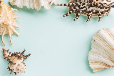Mavi arkaplandaki çeşitli kabuklardan çerçeve. Pastel arka planda deniz kabukları ve mercanlar. tatil konsepti. Düz yatıyordu. Üst görünüm.