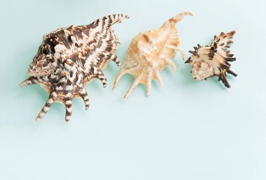 Mavi arkaplandaki çeşitli kabuklardan çerçeve. Pastel arka planda deniz kabukları ve mercanlar. tatil konsepti. Düz yatıyordu. Üst görünüm.