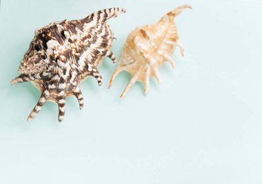 Mavi arkaplandaki çeşitli kabuklardan çerçeve. Pastel arka planda deniz kabukları ve mercanlar. tatil konsepti. Düz yatıyordu. Üst görünüm.