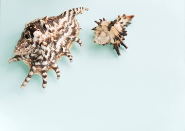 Mavi arkaplandaki çeşitli kabuklardan çerçeve. Pastel arka planda deniz kabukları ve mercanlar. tatil konsepti. Düz yatıyordu. Üst görünüm.